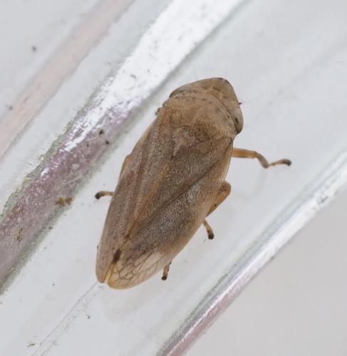 Philaenus spumarius